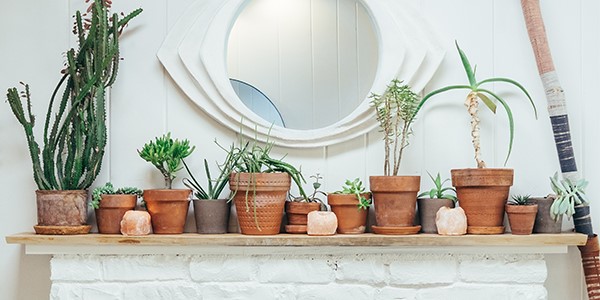 Potted plants on a shelf